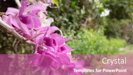  Presentation with pink flowers - Presentation design enhanced with pink-dendrobium-flowers-blooming background and a coral colored foreground
