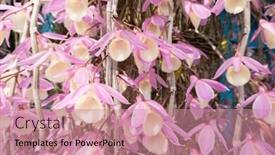  Presentation with pink flowers - Amazing presentation theme having pink-dendrobium-flowers-blooming backdrop and a coral colored foreground