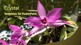  Presentation with pink flowers - Beautiful presentation theme featuring pink-dendrobium-flowers-blooming backdrop and a tawny brown colored foreground