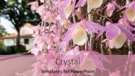  Presentation with pink flowers - Presentation with pink-dendrobium-flowers-blooming background and a coral colored foreground