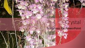  Presentation with pink flowers - Colorful theme enhanced with pink-dendrobium-flowers-blooming backdrop and a coral colored foreground