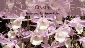  Presentation with pink flowers - PPT theme having pink-dendrobium-flowers-blooming background and a coral colored foreground