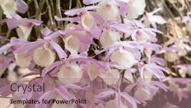  Presentation with pink flowers - Slide deck having pink-dendrobium-flowers-blooming background and a coral colored foreground