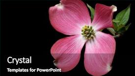  Presentation with dogwood - Cool new presentation with pink dogwood blossom with black backdrop and a black colored foreground