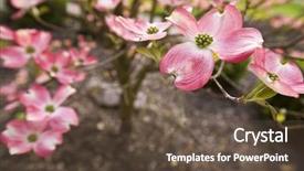  Presentation with dogwood tree - Theme consisting of pink dogwood tree background and a  colored foreground