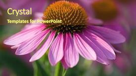 Presentation with echinacea - Presentation enhanced with pink echinacea in the garden background and a tawny brown colored foreground