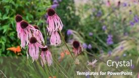  Presentation with echinacea - Slides enhanced with pink-echinacea-in-the-garden background and a violet colored foreground