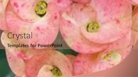  Presentation with pink flowers - Amazing presentation having pink-euphorbia-flowers-in-india backdrop and a coral colored foreground