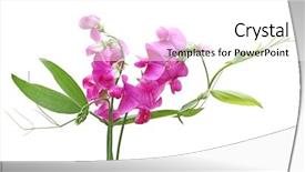  Presentation with pink white - Theme consisting of pink everlasting sweet pea flower background and a white colored foreground