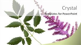  Presentation with pink - Audience pleasing presentation design consisting of pink-false-spirea-astilbe-arendsil backdrop and a white colored foreground