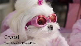  Presentation with cool - Slide set featuring pink fashion - cool fashionable maltese doggy wearing background and a light gray colored foreground