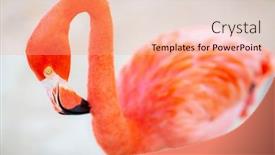  Presentation with flamingo - Presentation theme having pink-flamingo-at-beach background and a coral colored foreground