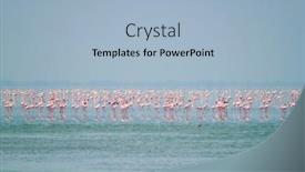  Presentation with flamingo - Theme featuring pink-flamingo-birds-at-sambhar background and a light blue colored foreground