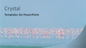  Presentation with flamingo - PPT layouts having pink-flamingo-birds-walking background and a light blue colored foreground