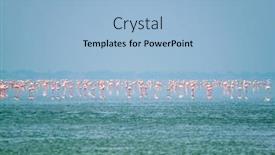  Presentation with flamingo - Cool new PPT theme with pink-flamingo-birds-walking backdrop and a light blue colored foreground