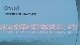  Presentation with flamingo - Slides enhanced with pink-flamingo-birds-walking background and a light blue colored foreground