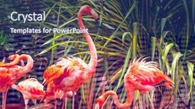  Presentation with flamingo - Cool new slide set with pink flamingo close-up in singapore zoo backdrop and a ocean colored foreground