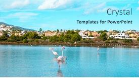  Presentation with flamingo - PPT theme having pink-flamingo-in-blue-water background and a arctic colored foreground