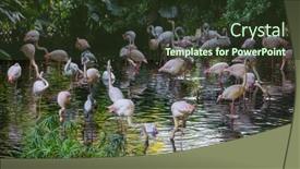  Presentation with flamingo - PPT theme having pink-flamingo-in-the-water background and a  colored foreground