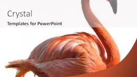  Presentation with pink white - Audience pleasing PPT theme consisting of pink-flamingo-on-white-background backdrop and a sky blue colored foreground