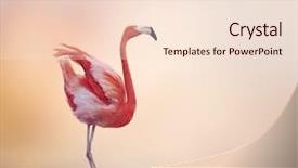  Presentation with flamingo - Colorful slide deck enhanced with pink flamingo walking at sunset backdrop and a lemonade colored foreground