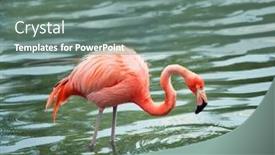  Presentation with flamingo - Presentation design featuring pink-flamingo-walking background and a gray colored foreground
