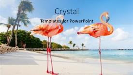  Presentation with pink - Theme with pink-flamingos-at-beach background and a  colored foreground