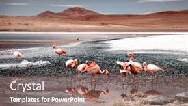  Presentation with lagoon - Audience pleasing PPT layouts consisting of pink-flamingos-at-exciting-lagoon backdrop and a coral colored foreground