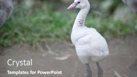 Presentation with flamingo - Cool new presentation theme with pink-flamingos-cute-little-pink backdrop and a gray colored foreground