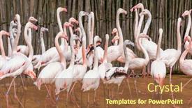  Presentation with czech republic - Presentation design with pink-flamingos-in-jihlava-zoo background and a coral colored foreground