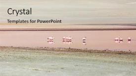 Presentation with desert - PPT theme enhanced with pink flamingos in the desert background and a soft green colored foreground