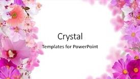  Presentation with frame pink - Presentation theme consisting of pink floral frame isolated on white background background and a white colored foreground