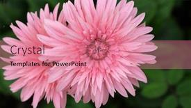  Presentation with west - Presentation design having pink-flower-is-blooming background and a coral colored foreground