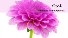  Presentation with pink white - Presentation theme featuring pink flower isolated on white background and a lilac colored foreground
