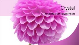  Presentation with pink petal flower animated - Slide deck with pink flower isolated on white background and a lilac colored foreground