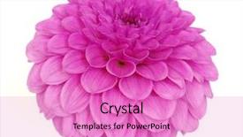  Presentation with drawing of pink lotus flower - Amazing PPT theme having pink flower isolated on white backdrop and a lilac colored foreground