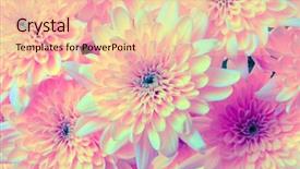  Presentation with color pink - Colorful slide deck enhanced with pink flower nature background ultraviolet backdrop and a lemonade colored foreground