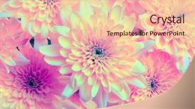  Presentation with color pink - Slide deck with pink flower nature background ultraviolet background and a lemonade colored foreground