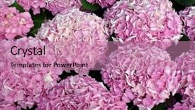 Presentation with hydrangea - PPT layouts consisting of pink flower of hortensia background and a  colored foreground