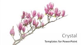  Presentation with magnolia - PPT theme with pink-flower-of-magnolia-spring background and a white colored foreground