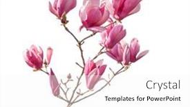 Presentation with magnolia - Slide set having pink-flower-of-magnolia-spring background and a white colored foreground