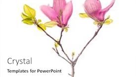 Presentation with pink white - Theme consisting of pink-flower-of-magnolia-spring background and a white colored foreground