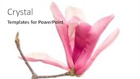  Presentation with pink white - Slide set featuring pink-flower-of-magnolia-spring background and a white colored foreground