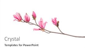 Presentation with pink white - Amazing slide set having pink-flower-of-magnolia-spring backdrop and a white colored foreground