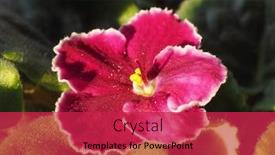  Presentation with african violet - Amazing theme having pink flower of plant saintpaulia aka african violet backdrop and a red colored foreground