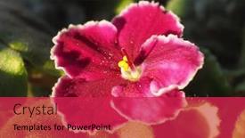  Presentation with african violet - Theme having pink flower of plant saintpaulia aka african violet background and a red colored foreground