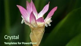  Presentation with star - Beautiful PPT theme featuring pink flower of star calathea backdrop and a  colored foreground