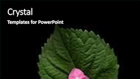  Presentation with pink green - Slides with pink flower on green leaf background and a black colored foreground