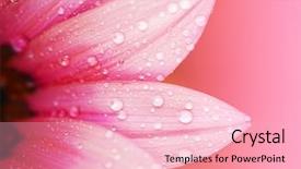  Presentation with pink - Presentation with pink flower petals macro background and a lemonade colored foreground