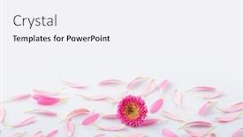  Presentation with mothers day - Slide set having pink-flower-petals-on-white background and a sky blue colored foreground